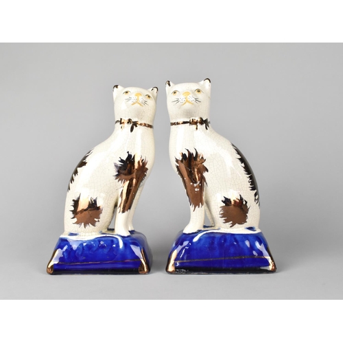 64 - A Pair of Reproduction Staffordshire Style Seated Cats, 18cms High