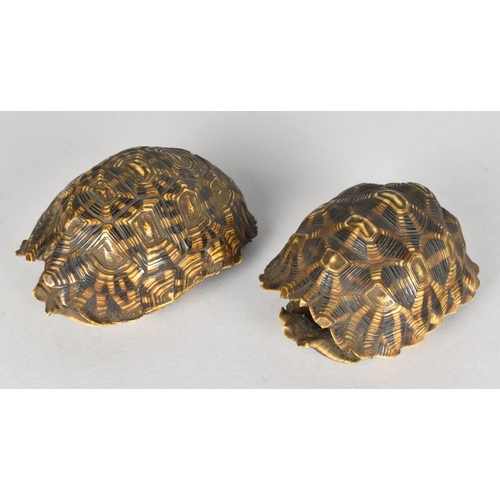 59 - Two Early 20th Century Indian Star Tortoise Shells, Unworked, 10cms and 9cms Long