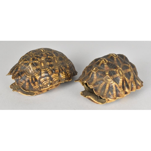 59 - Two Early 20th Century Indian Star Tortoise Shells, Unworked, 10cms and 9cms Long