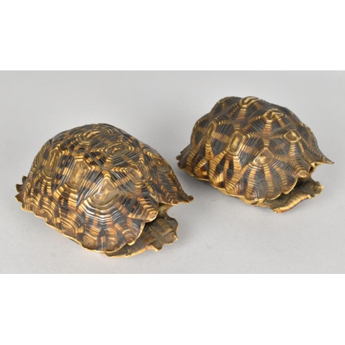 59 - Two Early 20th Century Indian Star Tortoise Shells, Unworked, 10cms and 9cms Long