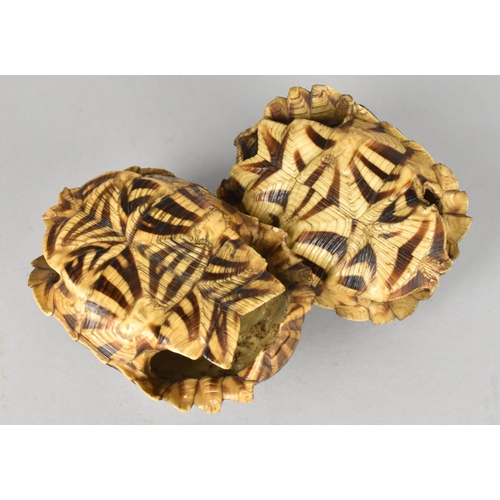 59 - Two Early 20th Century Indian Star Tortoise Shells, Unworked, 10cms and 9cms Long