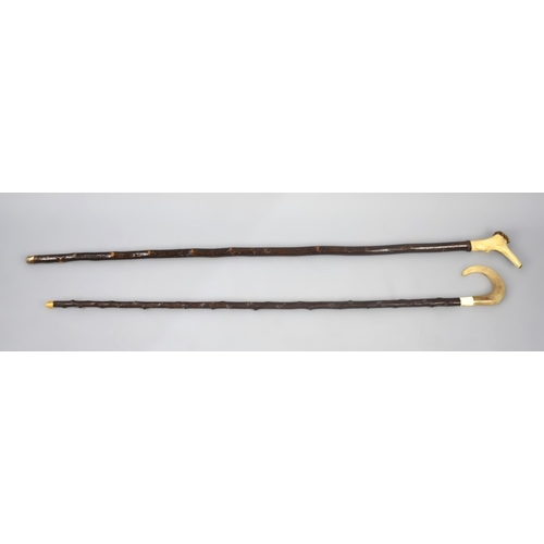 62 - A Horn Handled Shepherd's Crook together with a Bone Handled Walking Stick