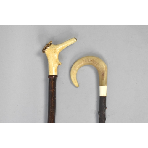 62 - A Horn Handled Shepherd's Crook together with a Bone Handled Walking Stick