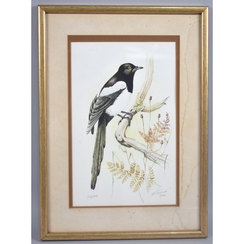 177 - A Framed Watercolour of Magpie, Signed JP Thomas 1986, 16.5x26cms