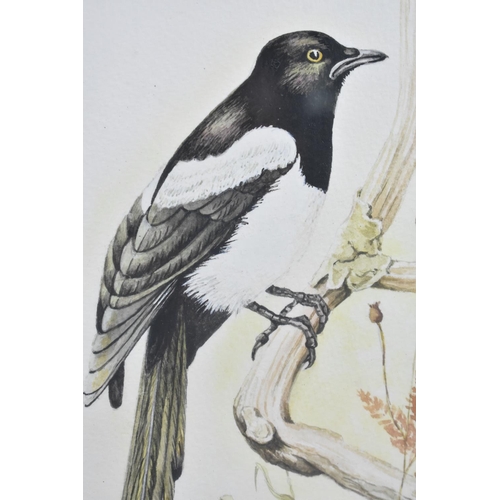 177 - A Framed Watercolour of Magpie, Signed JP Thomas 1986, 16.5x26cms