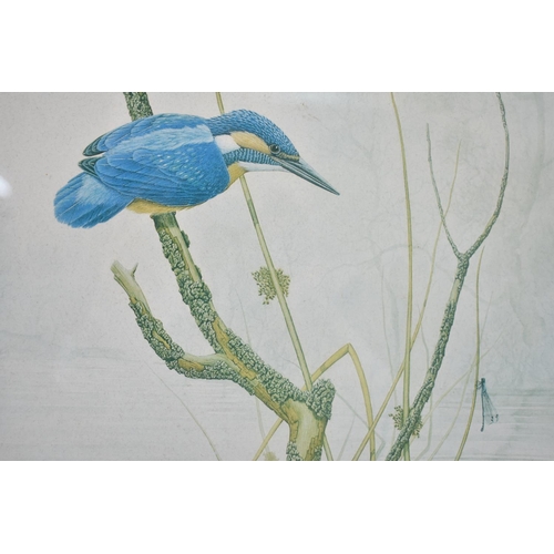 259 - A Framed Print of a Kingfisher, 29x43cms