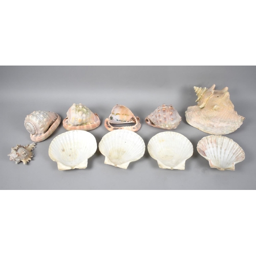 170 - A Collection of Various Sea Shells