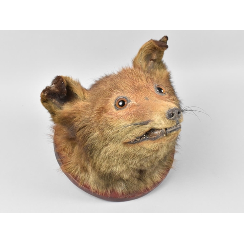 177 - A Vintage Trophy Fox Mask on Circular Wall Hanging Plinth