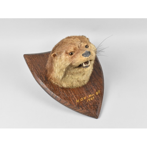 178 - A Taxidermy Otter Sporting Trophy on Oak Shield Wall Hanging Plinth Inscribed 