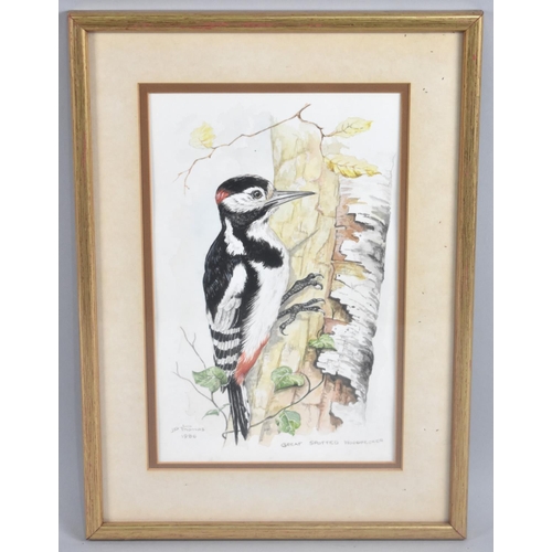 179 - A Framed Watercolour of a Greater Spotted Woodpecker by JP Thomas, 16x26cms