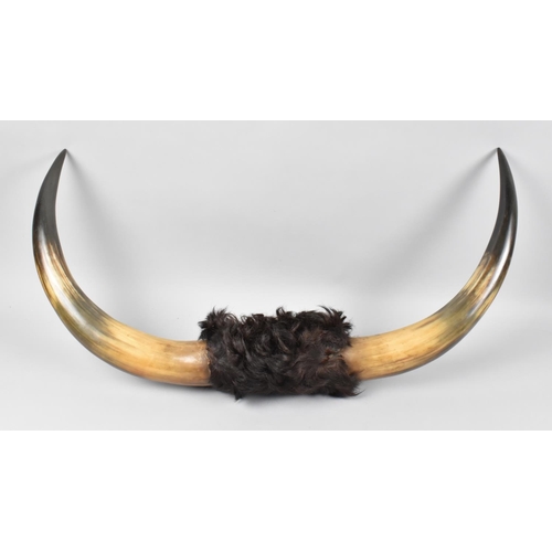 89 - A Pair of Wall Mounting Longhorn Cattle Horns, 70cms Wide