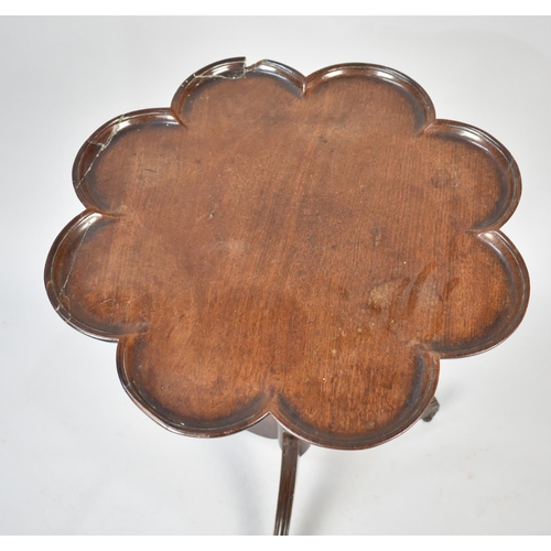 82 - A 19th Century Mahogany Tripod Table with Scalloped Pie Crust Top, Some Repairs to Border, 51cms Dia... 