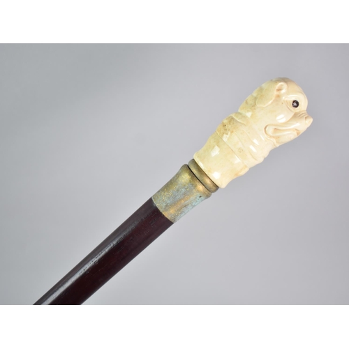 113 - A Far Eastern Walking Cane with Carved Bone Handle in the Form of a Bulldog's Head with Glass Eyes, ... 