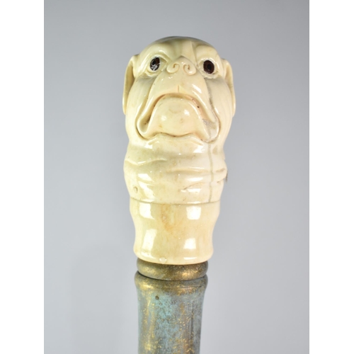 113 - A Far Eastern Walking Cane with Carved Bone Handle in the Form of a Bulldog's Head with Glass Eyes, ... 