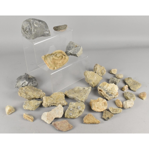 216 - A Collection of Fossils and Mineral Samples