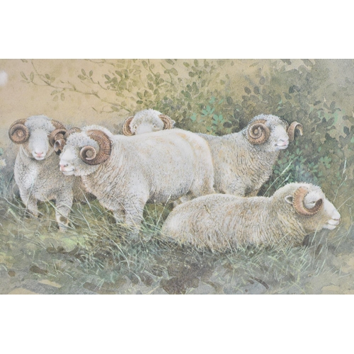 273 - A Framed Gordon Beningfield Lithograph, Dorset Horn Sheep, Subject 23x16.5cm