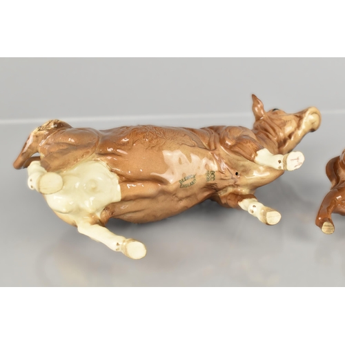 215 - A Beswick Limousin Cow, No.3075B BBC (Beswick Collectors Club 1998) Together with Limousin Calf, No.... 