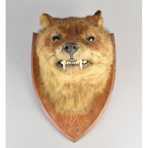 41 - A Taxidermy Fox Mask with Paper Label to Shield Back for L. W. Bartlett & Sons