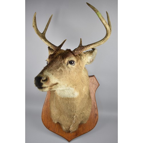 424 - An American Taxidermy Stags Head Mounted on Wall Hanging Shield, Three Point Antlers, Facing Left