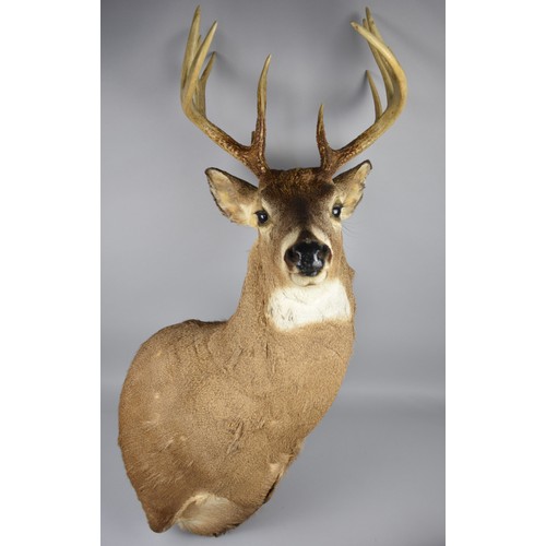 425 - An American Taxidermy Stags Head , No Shield, Four Point Antlers, Facing Left