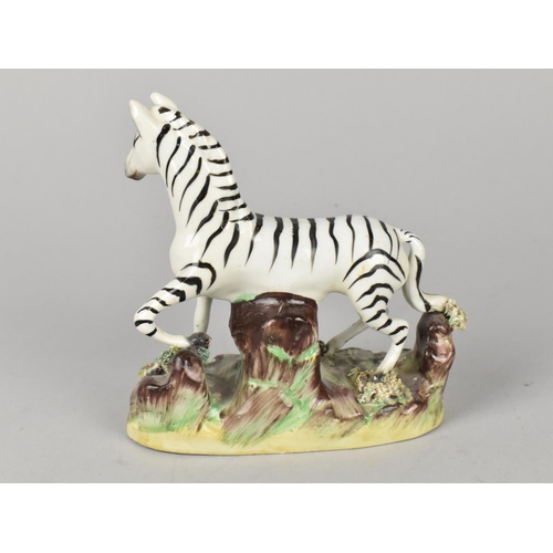 425 - A 19th Century Staffordshire Study of a Zebra on Oval Naturalistic Base, 12cm high