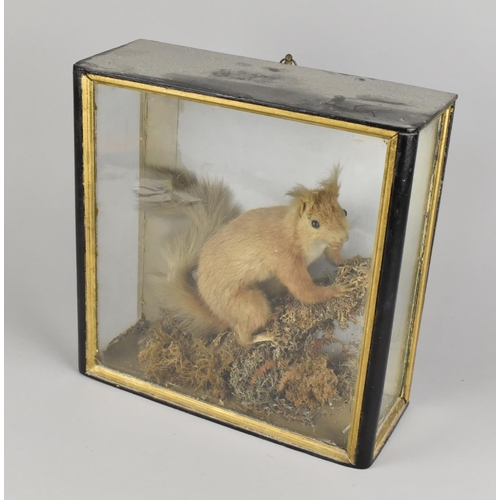 24 - A Victorian Taxidermy Squirrel Naturally Set In Glazed Ebonized Case, 32x12.5x32cms High