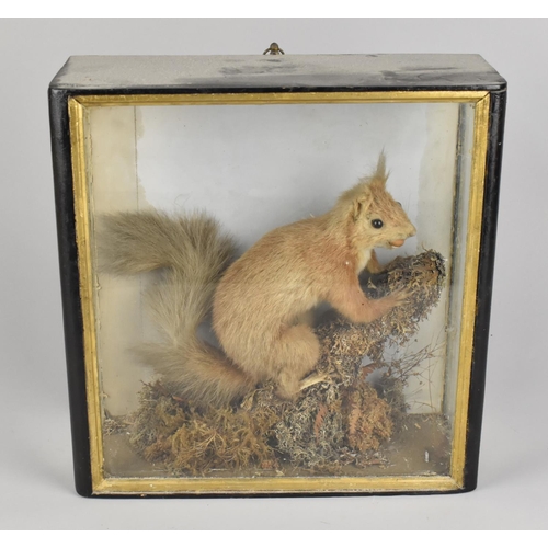 24 - A Victorian Taxidermy Squirrel Naturally Set In Glazed Ebonized Case, 32x12.5x32cms High