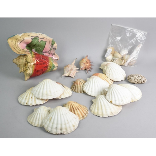 222 - A Collection of Various Seashells