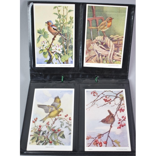 54 - A Collection of 56 Vintage Bird Postcards