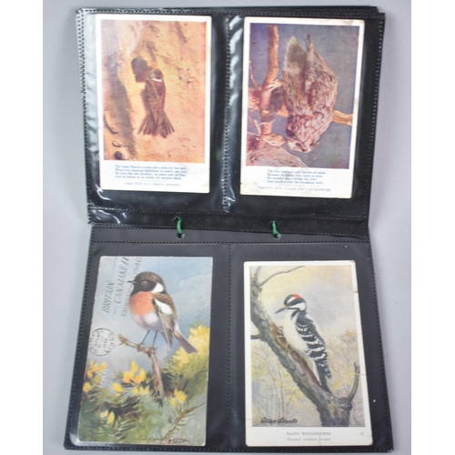 54 - A Collection of 56 Vintage Bird Postcards