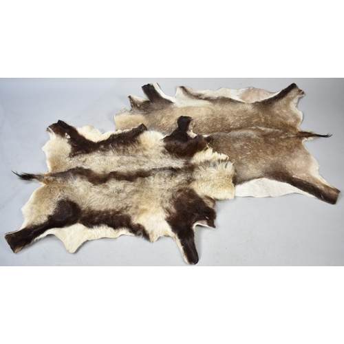 622 - Two Animal Skin Rugs