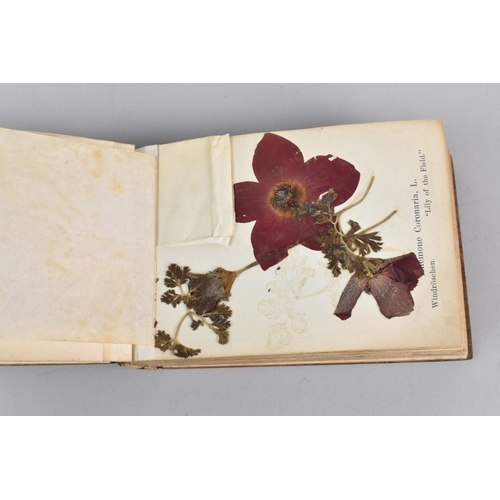 12 - An Early 20th Century Souvenir Olive Bound Book Containing Pressed Flowers and Seeds, the Inlaid Cov... 