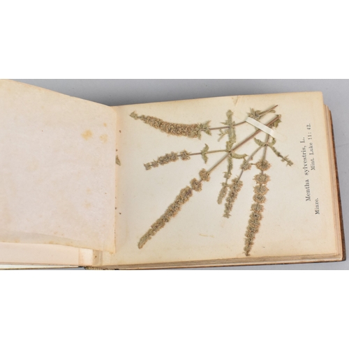 12 - An Early 20th Century Souvenir Olive Bound Book Containing Pressed Flowers and Seeds, the Inlaid Cov... 