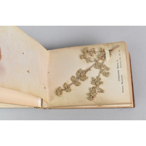 12 - An Early 20th Century Souvenir Olive Bound Book Containing Pressed Flowers and Seeds, the Inlaid Cov... 