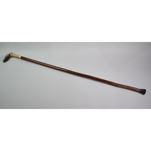 57 - A Black Forest Walking Cane with Deer's Foot Handle