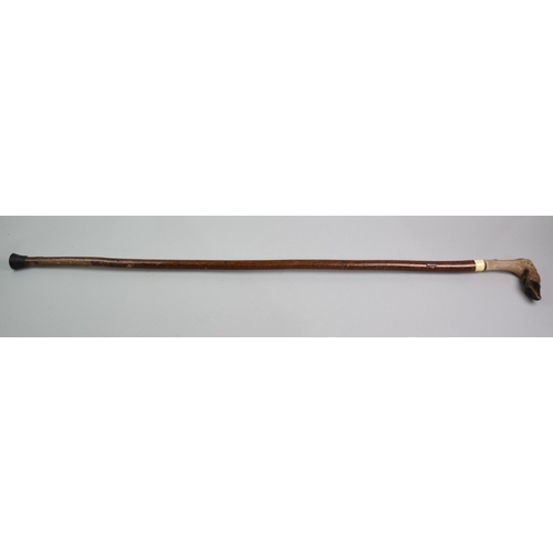 57 - A Black Forest Walking Cane with Deer's Foot Handle