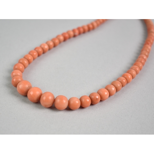 31 - A String of Late 19th/Early 20th Century Red Coral Beads Comprising 60 Compressed Spherical Beads La... 