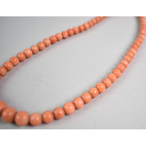 31 - A String of Late 19th/Early 20th Century Red Coral Beads Comprising 60 Compressed Spherical Beads La... 