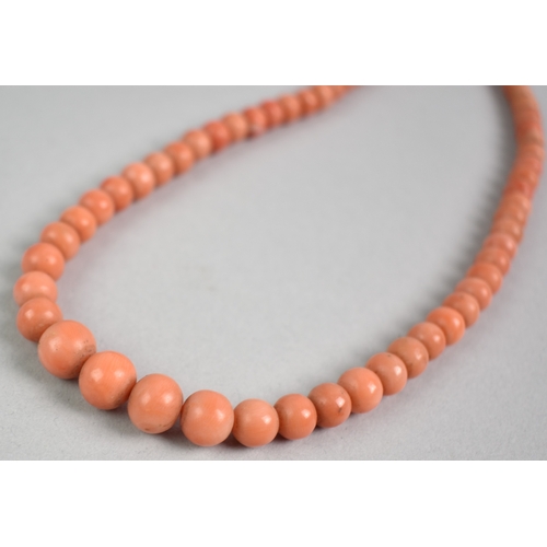 31 - A String of Late 19th/Early 20th Century Red Coral Beads Comprising 60 Compressed Spherical Beads La... 