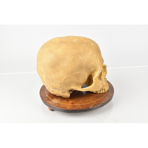 119 - A Late 19th Century Wax Life Size Human Skull Memento Mori, Cast From a Real Human Skull, Supported ... 