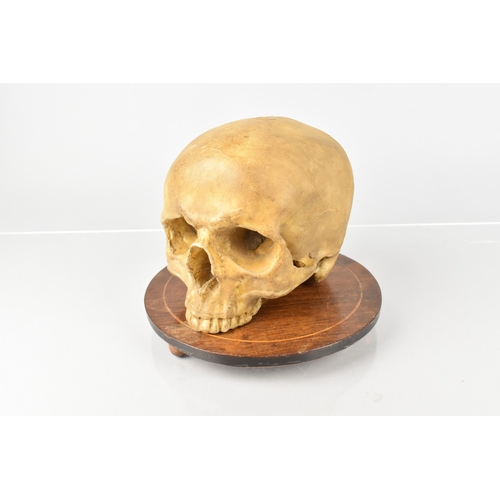 119 - A Late 19th Century Wax Life Size Human Skull Memento Mori, Cast From a Real Human Skull, Supported ... 