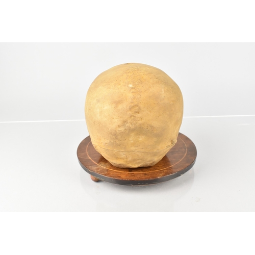 119 - A Late 19th Century Wax Life Size Human Skull Memento Mori, Cast From a Real Human Skull, Supported ... 