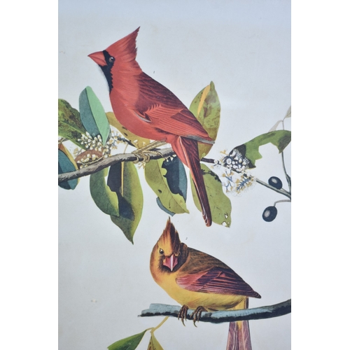 219 - A Framed Print of Cardinal Grosbeak, Male and Female, 33x41cms