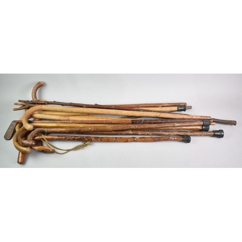 249 - A Large Collection of Walking Sticks, Thumb Sticks Etc