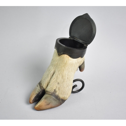32 - A Novelty Taxidermy Table Snuff Mull Formed from a Cloven Hoof, Probably Deer, Hinged Lid, 10.5cms H... 