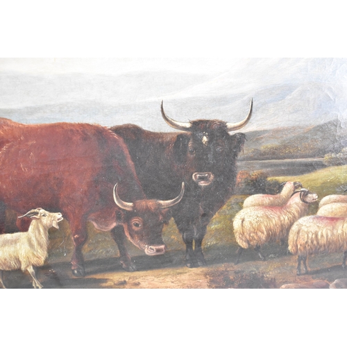 207 - A Mounted but unframed 19th Century British School Oil on Canvas, Depicting Highland Cattle and Shee... 