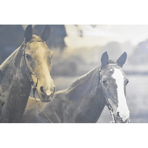 293 - A Framed Monochrome Photograph of Three Horses, 55x40cms