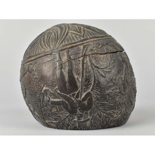 33 - An Early 19th Century Carved Colonial Coconut Decorated with Buildings and Huntsman with Rifle, Lid ... 