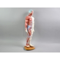 A Two Sided Anatomical and Acupuncture Body Model Displaying Muscles ...