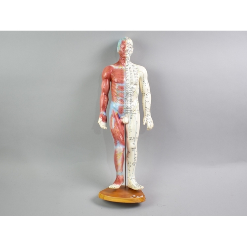 A Two Sided Anatomical and Acupuncture Body Model Displaying Muscles ...